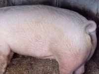 Eber, Schweine — Foto 6