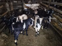 山羊（批次，未指定性别）, Goats — 照片 3