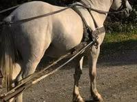 Caballo, Caballos — foto 7