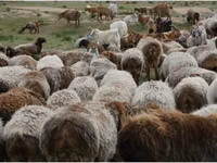 Widder, Hissar sheep — Foto 2