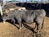 公牛, Aberdeen-Angus — 照片 1