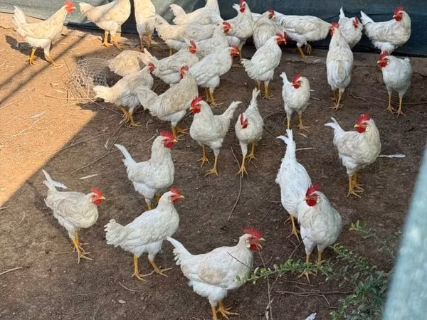 Chickens — Usbekistan