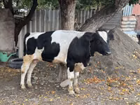 Bulle, Russian Black pied cattle — Foto 1
