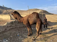 Kamel, Kamele — Foto 3