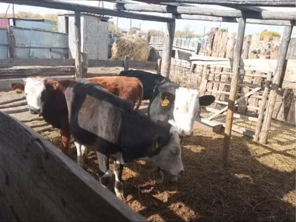 Bulle, Simmental cattle