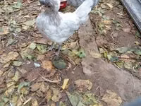 Polaca — foto 4