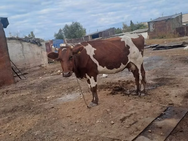 गाय, Simmental cattle — कज़ाखस्तान