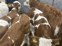 Bovinos (lote, sexo no especificado), Russian Black pied cattle — foto 5