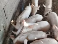 خنزير ذكر — الصورة 1