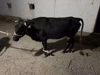 गाय, Latvian Blue cattle — फ़ोटो 2