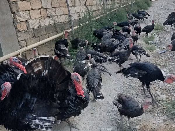 ब्रॉन्ज़