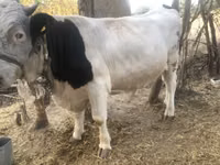 公牛, Swiss cattle — 照片 3