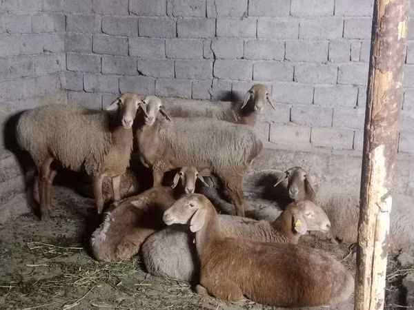 كبش, Arashan sheep — كازاخستان