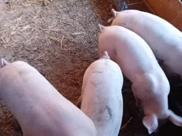 Schweine (Partie, Geschlecht nicht angegeben), Schweine