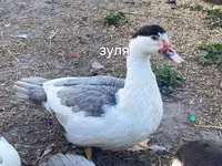 pato criollo doméstico — foto 2