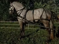 Caballo, Lipizzaner — foto 4