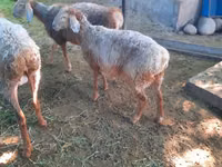 Oveja, Rhon sheep — foto 1