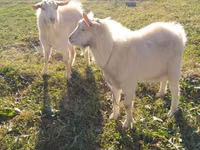 母山羊, Goats — 照片 1