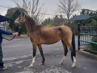 Stute, Akhal-Teke — Foto 2