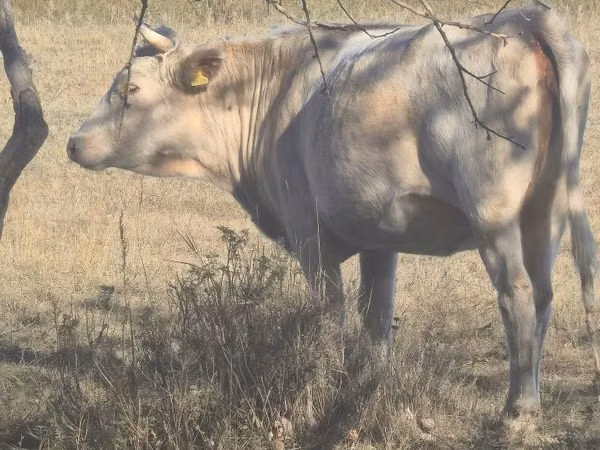 Kuh, Latvian Blue cattle