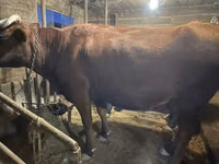 Kuh, Swiss cattle — Foto 3