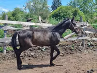Caballo, Hungarian horse breed — foto 6