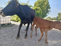Vaca, Vaca Limousin — foto 5