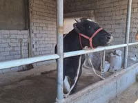 Bulle, Russian Black pied cattle — Foto 4