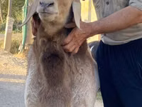 Widder, Arashan sheep — Foto 3