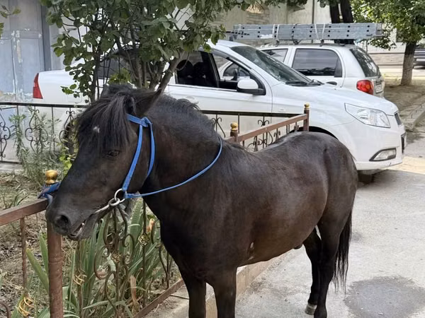 خيول (دفعة، الجنس غير محدد), الخيول