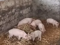 Säue, Schweine — Foto 1