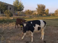 Vaca, Ganado vacuno — foto 5