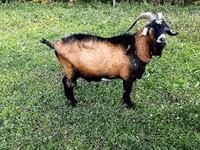 Ziegenbock, Czech Brown Shorthaired goats — Foto 1