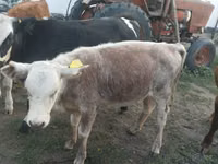 Sigir, Latvian Blue cattle — 3-rasm
