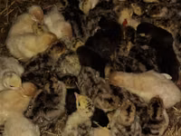 Turkeys — Foto 3