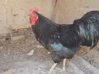 Chickens — Foto 1