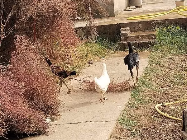 Chickens