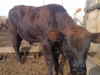 Bulle, Aberdeen-Angus — Foto 1
