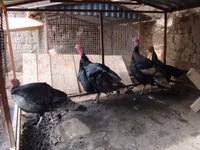 Turkeys — foto 1
