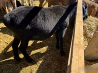 Sheep, Sheep — photo 1