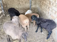 公羊, Sheep — 照片 1
