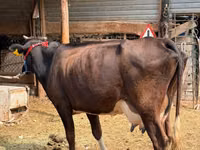 母牛, Russian Black pied cattle — 照片 1