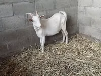 عنزة, Nubian Goat — الصورة 1