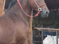 Caballo, Akhal-Teke — foto 6