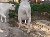 Ziege, Alpine goat — Foto 6
