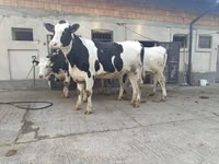 母牛, Holstein breed — 照片 3