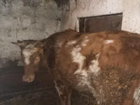 بقرة, Russian Black pied cattle — الصورة 2