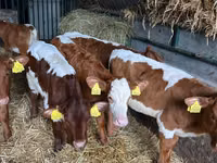 Bovinos (lote, sexo no especificado), Simmental cattle — foto 8
