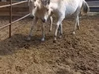 घोड़ी, lcelandic horse — फ़ोटो 2