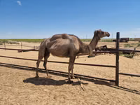 ناقة, الجمال — الصورة 4